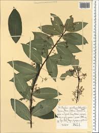 Image result for Gymnosporia gracilipes