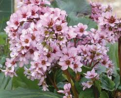 Check spelling or type a new query. Bergenia Dai Fiori Rosa In Inverno Passione In Verde