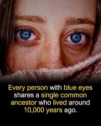 Blue-eyed humans share a common ancestor