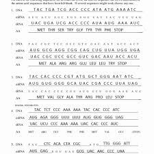 Transcription Worksheet Key Worksheetsuatechnicsz Transcription And Translation Dna Transcription And Translation Dna Transcription