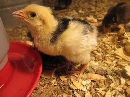How To Care For Day Old Chicks - The Self Sufficient Homeacre
