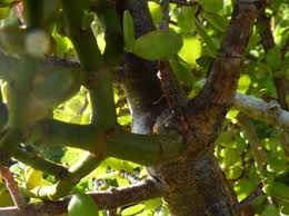 Image result for Viscum congolense