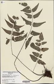 Image result for Pellaea angulosa