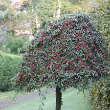 Windbreak or hedge provides winter interest. Buy Standard Cotoneaster Cotoneaster Hybridus Pendulus 76 49 Delivery By Crocus