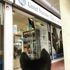 Affordable solutions · tailored treatment · urgent care · brand new 11 24 Hour Vets In Singapore Sorted By Location To Bookmark For Emergencies At 3am