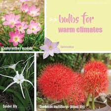 Knowing what hardiness zone australia is in is critical to understanding the easiest flowers this is the one flower that you can dig up the tubular in winter and move indoors. Autumn Bulb Planting For Spring Colour About The Garden Magazine