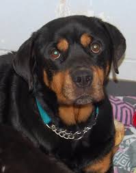 Pin On Dogs For Adoption