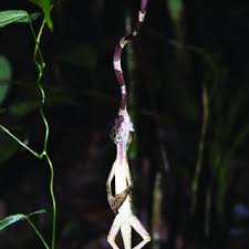 Image result for Anolis scypheus