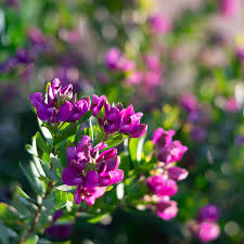 Image result for Polygala petitiana