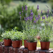 Great savings & free delivery / collection on many items. Fresh Lavender Bunches Plants Castle Farm Shop