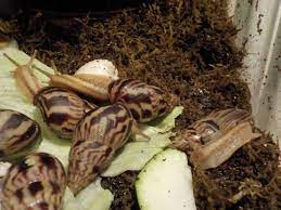 More than 375,800 buds for Schnecken Forum Thema Anzeigen Schnorkelchens Schnecks