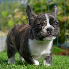 Frenchies are smart, wonderful, funny, beautiful companions, but they have special needs. Teacup French Bulldog Mini French Bulldog Puppies For Sale