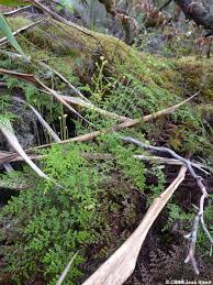 Image result for Pityrogramma argentea