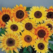 Kayak gini pertumbuhannya kalau di tanam dari biji sampai berbunga. Biji Bunga Matahari Sunflower Colour Parade Import Inggris 100 Original Shopee Indonesia