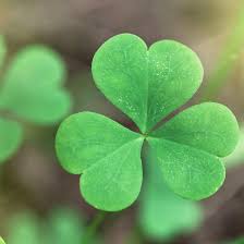 Fill a pot (one with drainage holes is preferred!) with a high quality potting soil and dampen the soil. Difference Between Irish Shamrocks And 4 Leaf Clovers