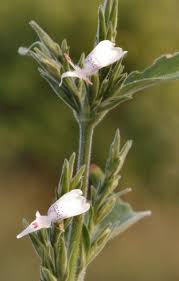 Image result for Hypoestes forskaolii