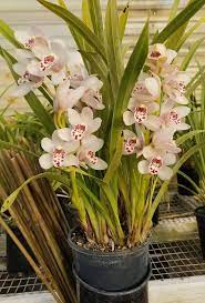 Cym Oxnard Cutie Drama Free Zone By George Hatfield Orquideas Cymbidium Orquideas Orquidea