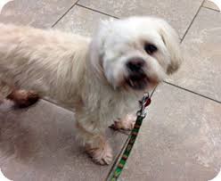Sudbury Ma Shih Tzu Lhasa Apso Mix Meet Keiran A Dog For Adoption Shih Tzu Pets Dog Adoption