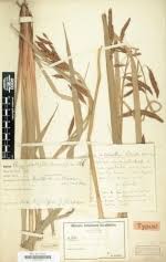 Image result for Costularia natalensis