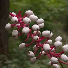 Image result for Rungia grandis