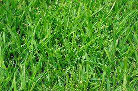 Epingle Sur Entretien Du Jardin