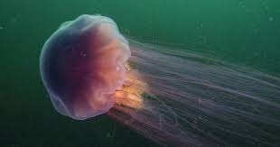 Those beaches have posted purple flags to warn swimmers about the creatures. What You Need To Know About Lion S Mane Jellyfish South Shore Health