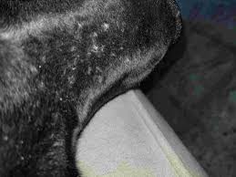 My Dog Came Home From A Week Of Boarding With Small Bumps And Scabs All Over The Bridge Of His Nose And Head They Are Dry Not Oily Petcoach