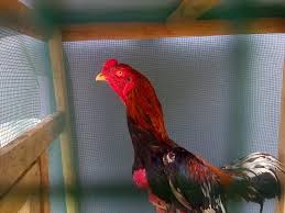 Ayam bangkok pukul ko berikut ciri cirinya lentera inspiratif. Ayam Pukul Mematikan Ko Karakteristik Sisik Kelebihan Melatih