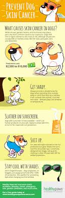 Skin cancer in dogs dogs with light skin and/or a short or thin coat are particularly prone to skin cancer skin tumours are the most common cancers found in … Preventing Skin Cancer In Dogs Healthy Paws