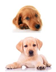 Though the alert golden labs make very good watchdogs, but because of their extremely sensitive and kind nature, they don't make good guard dogs. Lab Setter Mix When The Irish Setter And Labrador Are Combined Dogsnet Com