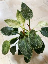 How many of you sit and stare at a leaf in anticipation of unfurling? Philodendron Birkin 7 Expert Tips For A Thriving Plant