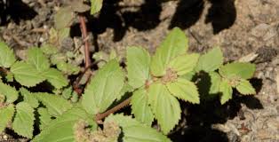 Image result for Euphorbia ophthalmica