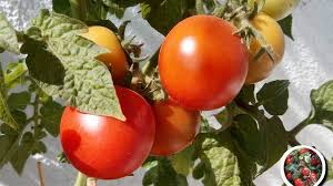 Data de plantare, transplantare si recoltare variaza de la o zona la alta. Cultivarea Rosiilor In Ghivece De La Samanta La Fructul Gustos Mici Gustoase Si La Indemana Blogu Lu Costica