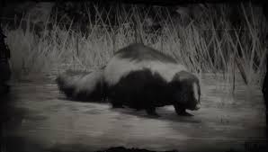 Try it on a small spot first, if there is concern about discoloration. Skunk Rdr 2 Red Dead Wiki Fandom
