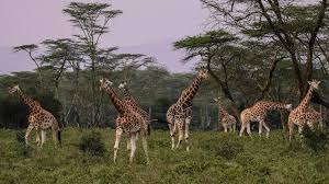 Moreover among the citizens of the african continent there are for sure those who are more beautiful than others. Take In The Beauty Of Mother Nature On An African Safari