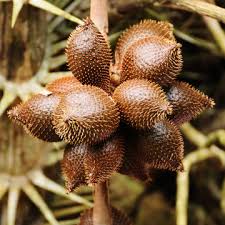 Image result for Cathormion