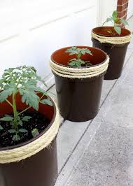 Make sure the bucket has drainage holes at the base. Growing Tomatoes In Five Gallon Buckets Tomato Planter Bucket Gardening Growing Tomatoes In Containers
