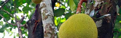 Experience abundant and efficient features fitted in the inexpensive fruit at the lowest prices. 15 Weird And Wonderful Tropical Fruit Trees For Tropical Homesteads Insteading