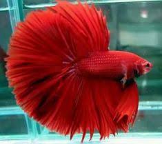 Agar ikan yang kalian pelihara bisa tumbuh dengan baik dan sehat hingga dewasa. 130 Ide Beautiful Fish Ikan Ikan Akuarium Air Tawar