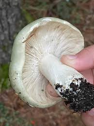 Image result for Russula variata