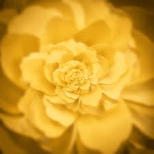 142 notes jan 27th, 2019. Aesthetic Yellow Flower Gif Novocom Top