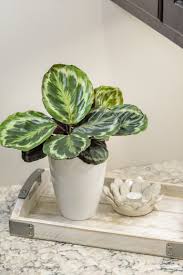 Image result for Calathea