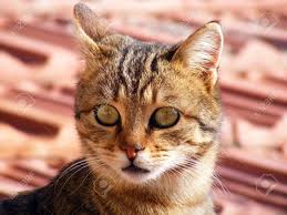 Check spelling or type a new query. Cat Pictures Cat Eyes The Most Beautiful Cat Eye Photos Cute Stock Photo Picture And Royalty Free Image Image 73212774