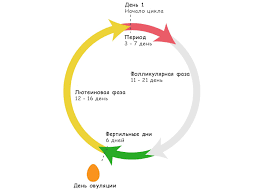 Maybe you would like to learn more about one of these? Selepas Berapa Banyak Selepas Bersalin Bolehkah Anda Hamil Adakah Mungkin Untuk Melakukan Ini Dengan Segera Atau Dalam Satu Atau Dua Bulan Selepas Berapa Jam Berapa Anda Boleh Hamil Semasa Menyusu