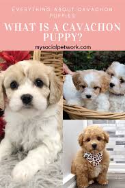 The cavachon dog is not a pure breed. Everything About Cavachon Puppies 2021 My Social Pet Work