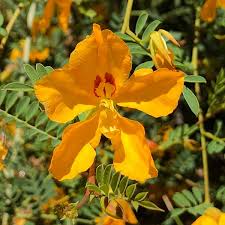 Image result for Caesalpinia cassioides