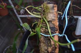 Image result for Rhipidoglossum rutilum