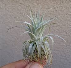 Image result for Tragia gardneri