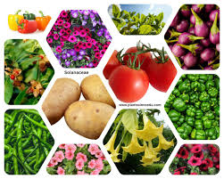 Image result for Solanaceae