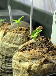 How far led grow lights should be from clones. Indoor Grow Lights For Starting Seeds 101 Grow Hot Peppers